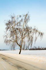 Image showing Birch (winter)