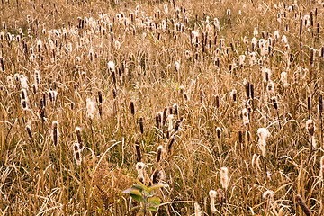 Image showing Cane (autumn)