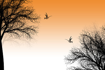 Image showing Trees and birds