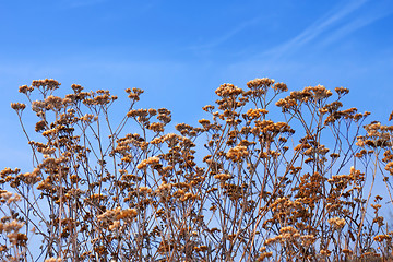 Image showing Dried yarrow flowers