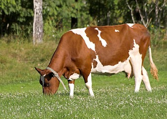 Image showing Cow