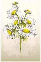 Image showing Greeting card with a camomile