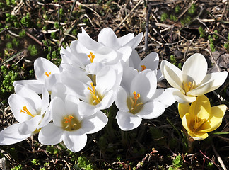 Image showing spring crocus flowers