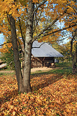 Image showing autumn tree near old barn