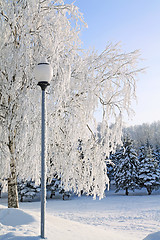 Image showing town torch near snow tree