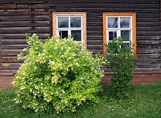 Image showing flowering bush near wooden building