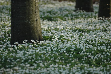 Image showing Anemone