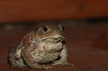 Image showing Frog