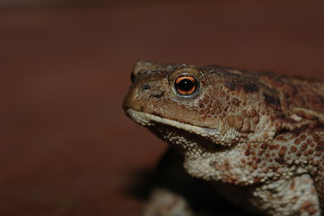 Image showing Frog