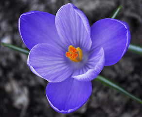 Image showing crocus flower