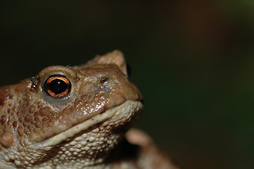 Image showing Frog