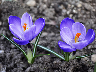 Image showing crocus flowers