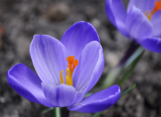 Image showing crocus flowers