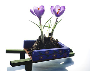 Image showing crocus flowers