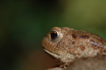 Image showing Frog