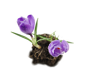 Image showing crocus flowers