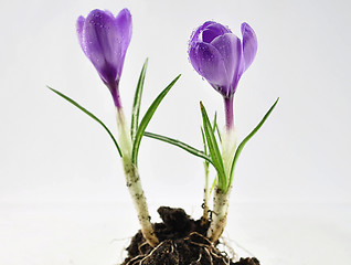 Image showing crocus flowers