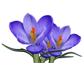 Image showing  crocus flowers 