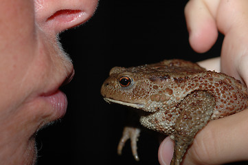 Image showing Kissing a frog