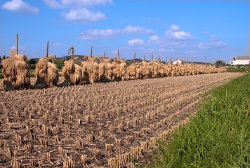 Image showing Autumn rice field