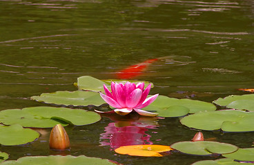 Image showing Japanese pond scene