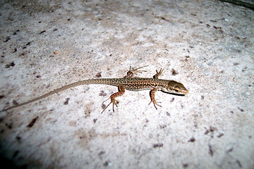 Image showing lizard