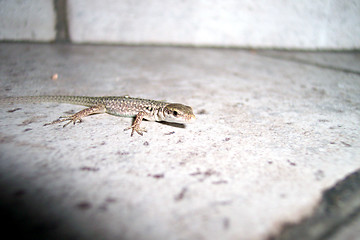 Image showing posing lizard