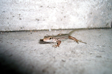 Image showing lizard close up