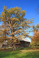 Image showing yellow oak near rural building