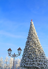 Image showing fir tree on town area