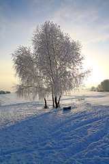 Image showing tree in snow against sun