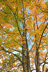 Image showing yellow sheet on autumn maple