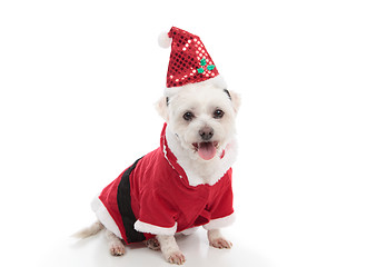 Image showing Christmas Santa dog