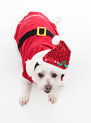 Image showing Cute Christmas dog