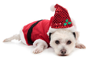 Image showing Small white dog in santa suit