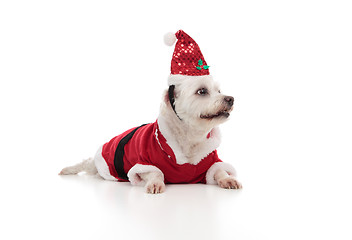 Image showing Christmas santa dog looking sideways