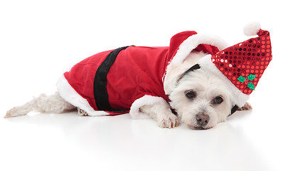 Image showing Maltese dog wearing a santa costume