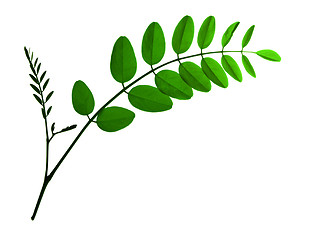 Image showing branch leaf of  acacia isolated