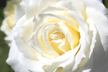 Image showing white rose 