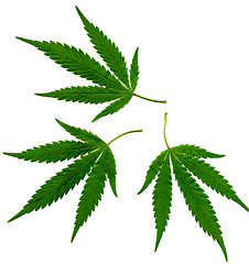 Image showing hemp isolated