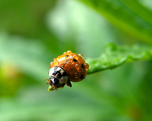 Image showing lady bug 