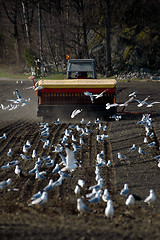 Image showing Farmer