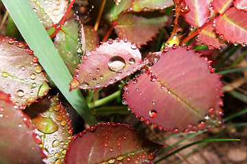 Image showing water drops 