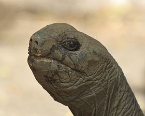 Image showing smile of giant tortoise