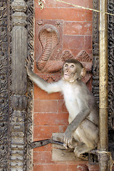 Image showing Monkey looking at snake relief