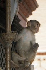 Image showing Monkey sitting on the wall of Vasundhara Mandir temple