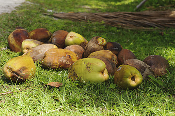 Image showing recently harvested coconuts 