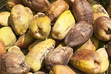 Image showing recently harvested coconuts 