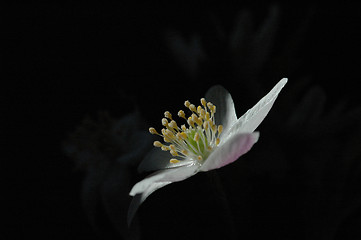 Image showing Anemone