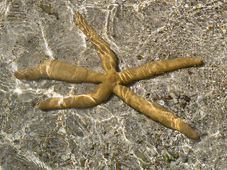 Image showing starfish in shallow water